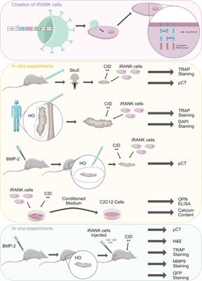 Engineered myeloid precursors differentiate into osteoclasts and resorb heterotopic ossification in mice